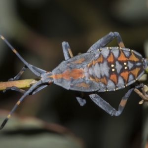 Amorbus sp. (genus) at Deakin, ACT - 22 Mar 2023