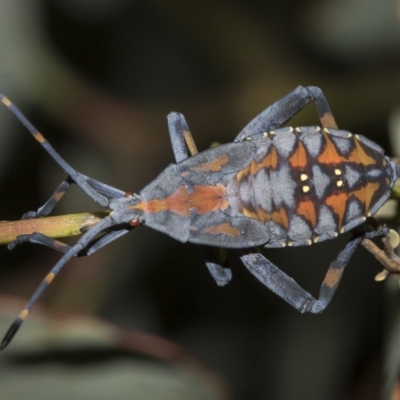 Amorbus sp. (genus) (Eucalyptus Tip bug) at Deakin, ACT - 21 Mar 2023 by AlisonMilton