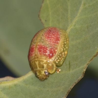 Paropsisterna fastidiosa (Eucalyptus leaf beetle) at Deakin, ACT - 22 Mar 2023 by AlisonMilton