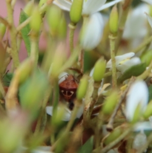 Eupolemus angularis at Mongarlowe, NSW - suppressed