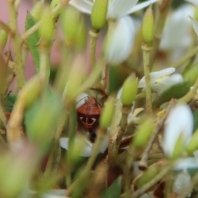 Eupolemus angularis (Acanthosomatid bug) at Mongarlowe River - 25 Mar 2023 by LisaH