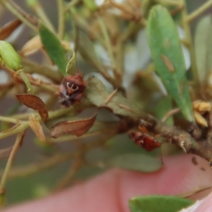 Eupolemus angularis at Mongarlowe, NSW - suppressed