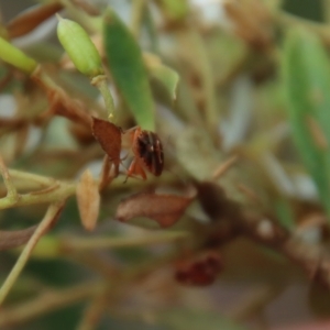 Eupolemus angularis at Mongarlowe, NSW - suppressed