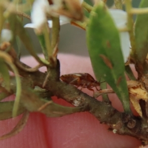 Eupolemus angularis at Mongarlowe, NSW - suppressed