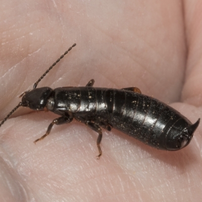 Anisolabididae (family) (Unidentified wingless earwig) at Deakin, ACT - 21 Mar 2023 by AlisonMilton