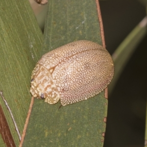 Paropsis atomaria at Deakin, ACT - 22 Mar 2023 09:35 AM