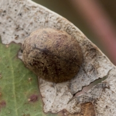 Trachymela sp. (genus) (Brown button beetle) at Deakin, ACT - 22 Mar 2023 by AlisonMilton