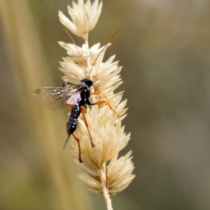 Echthromorpha intricatoria at Deakin, ACT - 22 Mar 2023 10:18 AM