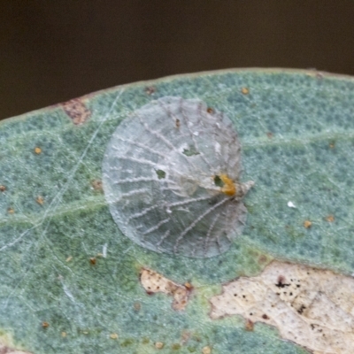 Creiis costatus (A lerp of eucalypts) at Deakin, ACT - 21 Mar 2023 by AlisonMilton