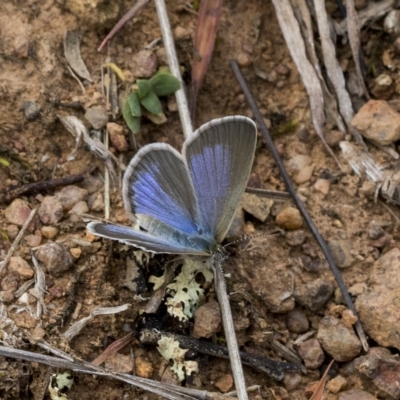 Zizina otis (Common Grass-Blue) at Deakin, ACT - 21 Mar 2023 by AlisonMilton