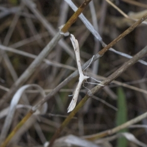 Platyptilia celidotus at Deakin, ACT - 22 Mar 2023 09:42 AM