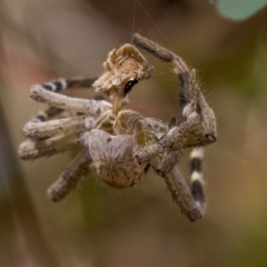 Neosparassus calligaster (Beautiful Badge Huntsman) at Deakin, ACT - 22 Mar 2023 by AlisonMilton