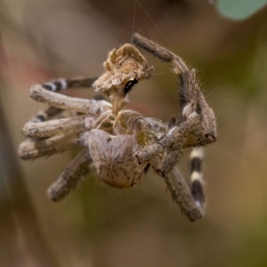 Neosparassus calligaster at Deakin, ACT - 22 Mar 2023