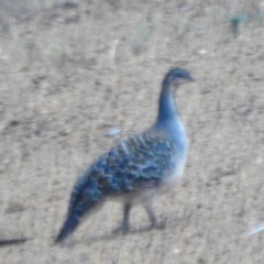 Leipoa ocellata (Malleefowl) at Jerdacuttup, WA - 25 Mar 2023 by HelenCross