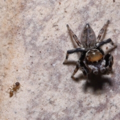 Formicidae (family) (Unidentified ant) at Wellington Point, QLD - 11 Mar 2023 by TimL