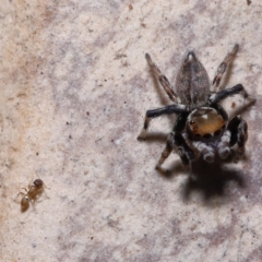 Unidentified Ant (Hymenoptera, Formicidae) at Wellington Point, QLD - 11 Mar 2023 by TimL