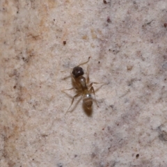 Formicidae (family) at Wellington Point, QLD - suppressed