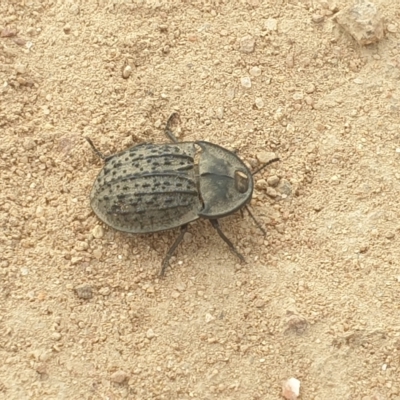 Helea ovata (Pie-dish beetle) at Ginninderry Conservation Corridor - 14 Mar 2023 by LD12
