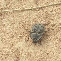 Helea ovata at Holt, ACT - 14 Mar 2023 06:09 PM