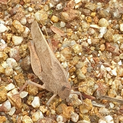 Goniaea australasiae (Gumleaf grasshopper) at Coree, ACT - 25 Mar 2023 by LD12
