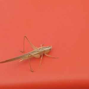 Conocephalus semivittatus at Scullin, ACT - 24 Mar 2023