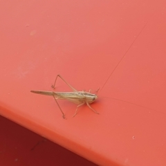 Conocephalus semivittatus at Scullin, ACT - 24 Mar 2023 06:00 PM