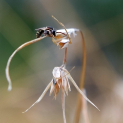 Lipotriches (Austronomia) phanerura (Halictid Bee) at Higgins, ACT - 25 Mar 2023 by MichaelWenke