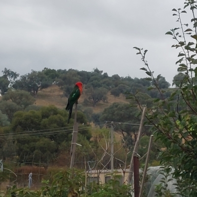 Alisterus scapularis (Australian King-Parrot) at Wirlinga, NSW - 25 Mar 2023 by RobCook