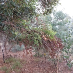 Eucalyptus sp. (A Gum Tree) at Wirlinga, NSW - 25 Mar 2023 by RobCook