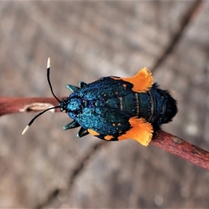 Cebysa leucotelus at Cook, ACT - 24 Mar 2023 03:19 PM