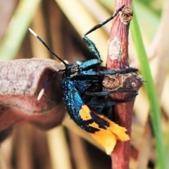 Cebysa leucotelus at Cook, ACT - 24 Mar 2023 03:19 PM