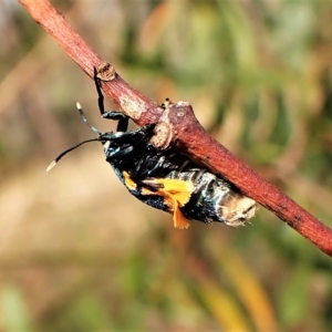 Cebysa leucotelus at Cook, ACT - 24 Mar 2023 03:19 PM