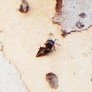 Cebysa leucotelus at Cook, ACT - 24 Mar 2023