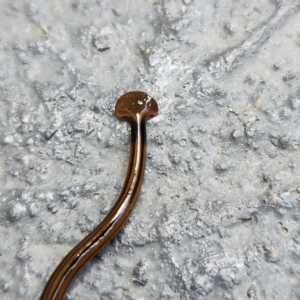 Bipalium kewense at Molonglo Valley, ACT - 26 Mar 2023