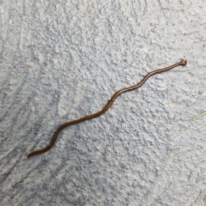 Bipalium kewense at Molonglo Valley, ACT - 26 Mar 2023