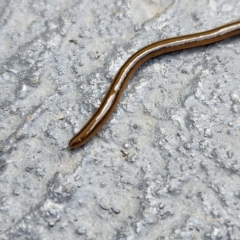 Bipalium kewense at Molonglo Valley, ACT - 26 Mar 2023 11:23 AM