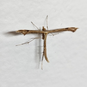 Sinpunctiptilia emissalis at Molonglo Valley, ACT - 26 Mar 2023