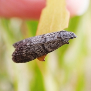 Heteromicta pachytera at Cook, ACT - 24 Mar 2023 04:46 PM