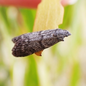 Heteromicta pachytera at Cook, ACT - 24 Mar 2023 04:46 PM