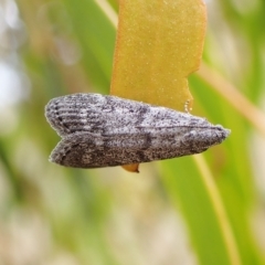 Heteromicta pachytera at Cook, ACT - 24 Mar 2023 04:46 PM