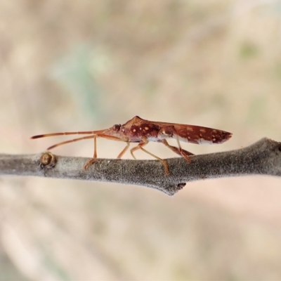 Hamedius incarnatus (Broad-headed Bug) at Mount Painter - 24 Mar 2023 by CathB