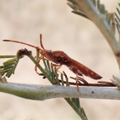 Hamedius incarnatus at Cook, ACT - 24 Mar 2023 02:30 PM