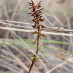 Corunastylis clivicola (Rufous midge orchid) at Cook, ACT - 21 Mar 2023 by CathB