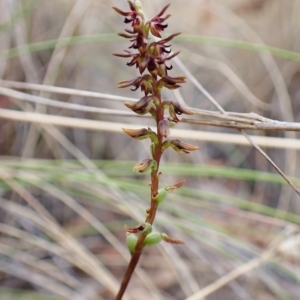 Corunastylis clivicola at Cook, ACT - suppressed