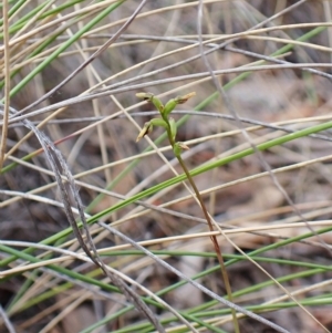 Corunastylis clivicola at Cook, ACT - suppressed