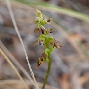 Corunastylis clivicola at Cook, ACT - suppressed