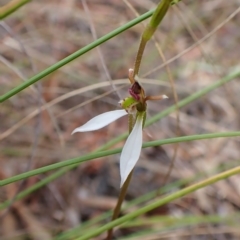 Eriochilus cucullatus (Parson's Bands) at Cook, ACT - 24 Mar 2023 by CathB