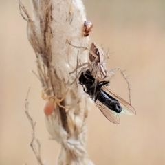 Oxyopes (genus) (Lynx spider) at Cook, ACT - 24 Mar 2023 by CathB