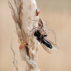 Oxyopes sp. (genus) (Lynx spider) at Mount Painter - 24 Mar 2023 by CathB