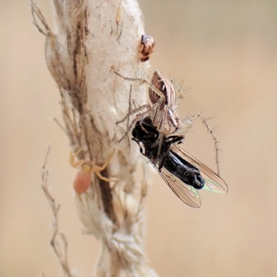 Oxyopes (genus) (Lynx spider) at Cook, ACT - 24 Mar 2023 by CathB